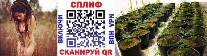 Бошки Шишки план  Купить  Микунь 